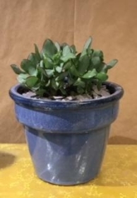 Table Top Succulent
